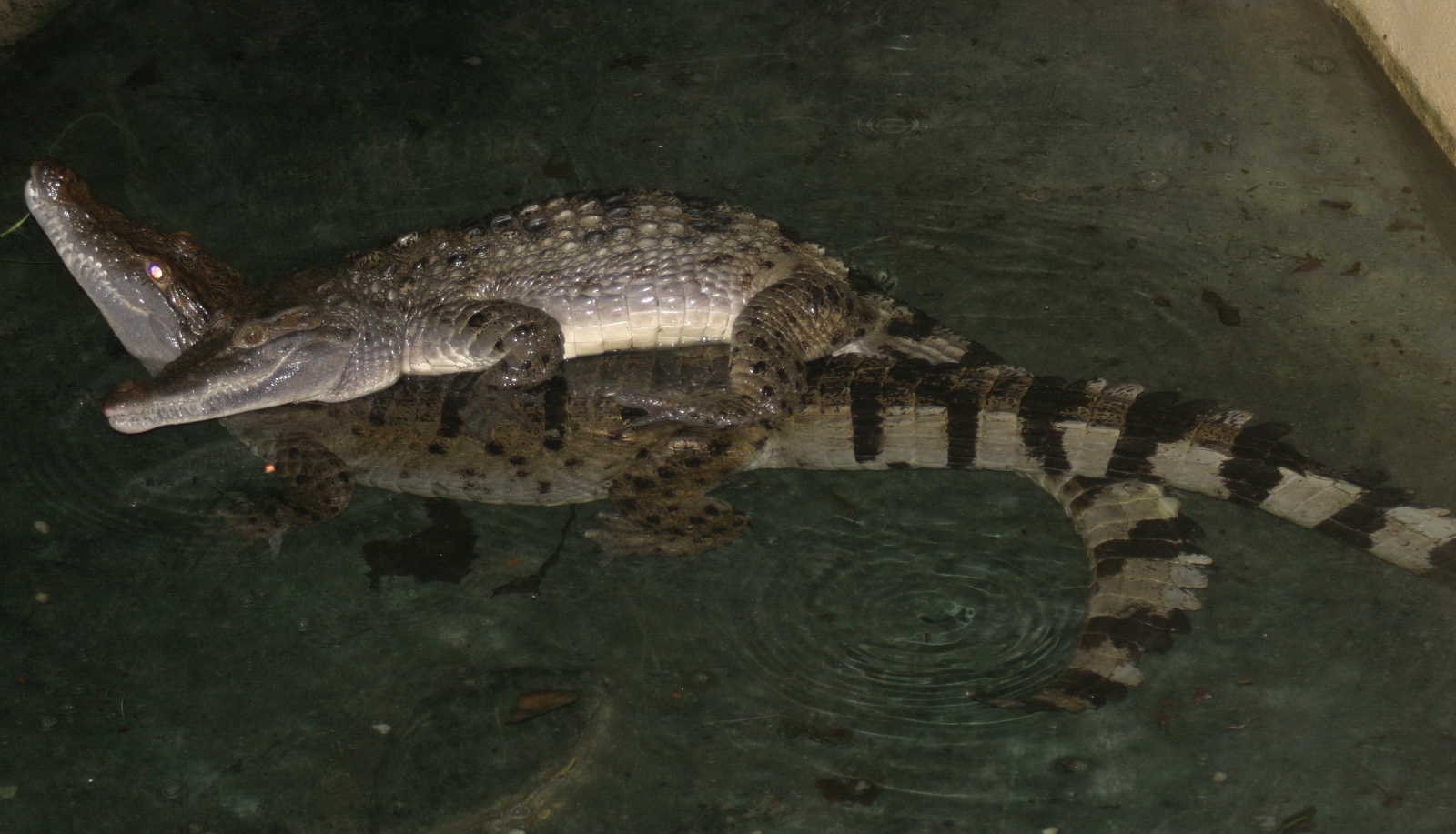 Ziegler Philippine crocodile Cologne Zoo (3)